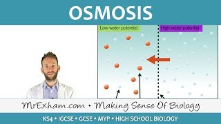 Osmosis  GCSE Biology 91 [upl. by Novoj]