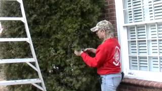 Pruning the Thuja occidentalis [upl. by Piero10]