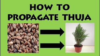 How To Propagate Thuja From Seeds [upl. by Ihcekn]