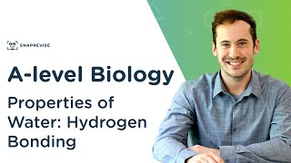 Properties of Water Hydrogen Bonding  Alevel Biology  OCR AQA Edexcel [upl. by Eiser]