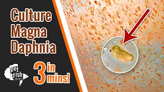 How to culture DAPHNIA MAGNA  The easy way [upl. by Munroe]