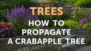 How to Propagate a Crabapple Tree [upl. by Ecyor]