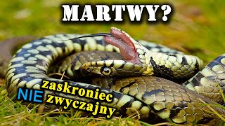 Jak Zaskroniec Udaje Martwego Czemu Służą Kłębowiska Węży [upl. by Adnolor]