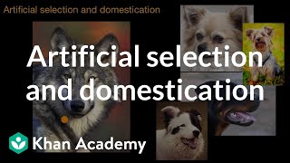 Artificial selection and domestication  Natural selection  AP Biology  Khan Academy [upl. by Bodkin]