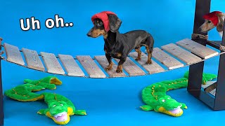 Wiener Dog Obstacle Challenge Extended Version [upl. by Atelra]