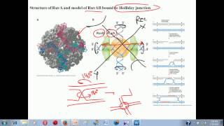 Genetic recombination lecture 1  homologous recombination [upl. by Gennaro319]