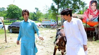 Bakra Eid 2023  Buner Vines [upl. by Lithea175]