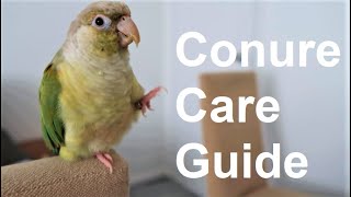 Conure Care Guide  Everything You Need To Know  BirdNerdSophie [upl. by Hildebrandt]