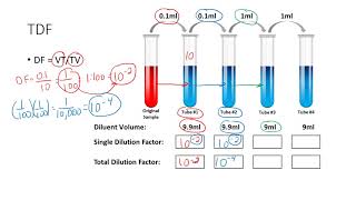 Determining the Total Dilution Factor [upl. by Japha]