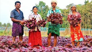 Organic Red Amaranthus CultivationHow To Plant Amaranths Red Giving high yield of amaranthus [upl. by Magulac870]