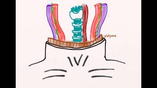 Penetrating Neck Trauma 01 Anatomy [upl. by Hebner]