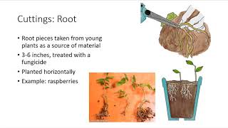 Asexual Plant Propagation [upl. by Derrik998]