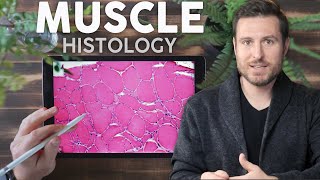 Muscle Histology Explained for Beginners  Corporis [upl. by Robbins]