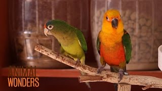 Whats a Conure [upl. by Geordie]