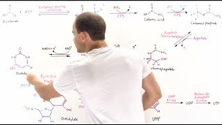 Pyrimidine Synthesis [upl. by Nigem]