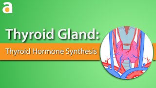 Thyroid Gland Thyroid Hormone Synthesis [upl. by Iba]