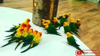 Birds Funny War  Sun Conure Vs Jandy Conure [upl. by Eatnahs406]