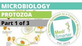 Protozoa  Microbiology  USMLE STEP 1  Part 1 of 3 [upl. by Teodora]