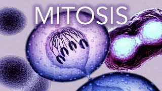 MITOSIS  MADE SUPER EASY  ANIMATION [upl. by Kries]