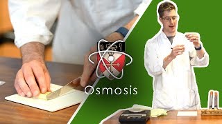 Osmosis  GCSE Science Required Practical [upl. by Akihsay283]