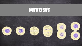 Mitosis animal cells  Cell Biology [upl. by Ahmad]