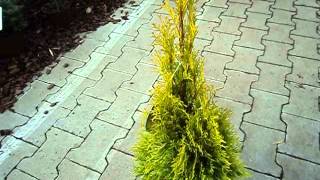 Thuja occidentalis Golden Smaragd [upl. by Korten708]