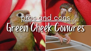 GREEN CHEEK CONURE PROS amp CONS  cutest birds or little devils [upl. by Eilsek]