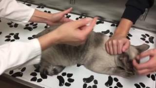 Constipation in a cat with megacolon How to monitor treat and care for your cat at home [upl. by Akcinehs838]