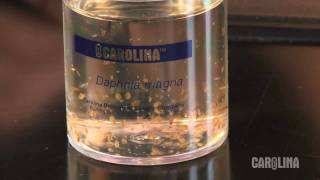 How to Care for Daphnia [upl. by Burne]