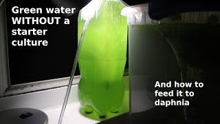 Green Water WITHOUT a Starter Culture  From Scratch  How To [upl. by Gerius]