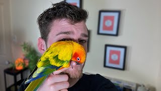 OWNING A SUN CONURE PROS amp CONS [upl. by Notnroht]