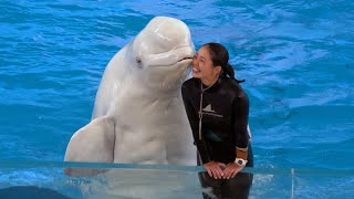 Beluga Whale Show At Yokohama Hakkeijima Sea Paradise 【4K】 [upl. by Ihdin]