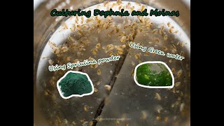 How To Culture Daphnia and Moinas using Green Water Spirulina powder [upl. by Llieno3]