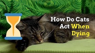 How to Know if Your Cat Is Dying  Signs and Things to Do [upl. by Relyks]