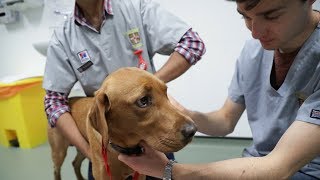 Studying Veterinary Medicine at Cambridge University [upl. by Hailat]