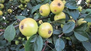 Crab Apples facts amp history [upl. by Riannon]