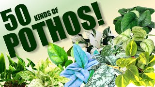 50 POTHOS SPECIES  HERB STORIES [upl. by Ahcorb]