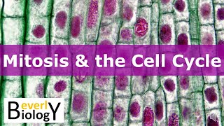 Mitosis amp the Cell Cycle updated [upl. by Ardnasirk]