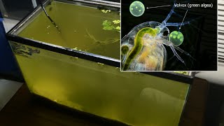 Raising Daphnia for the Freshwater Aquarium [upl. by Ariem865]