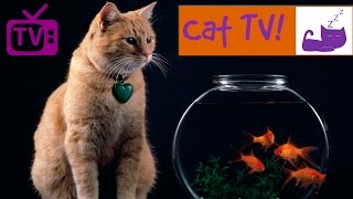 Cat TV  30 Min Fish Swimming in Tank Combined with Relaxing Music Engaging TV for Cats Ep 3 [upl. by Luana]