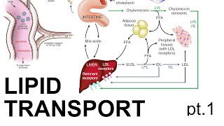 Lipid Transport pt 1 [upl. by Alan]