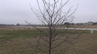 Pruning A Young Crabapple [upl. by Salvidor]