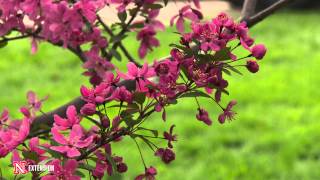 Green and Growing Tip Flowering Crabapple [upl. by Nord]