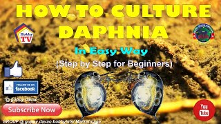 HOW TO CULTURE DAPHNIA In Easy Way [upl. by Bradski]