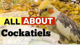 All about Cockatiels cockatiels [upl. by Ahsenwahs776]